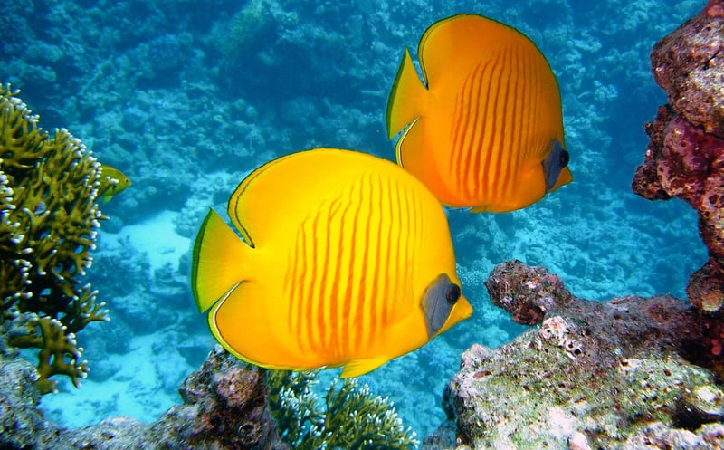 Underwater Worlds